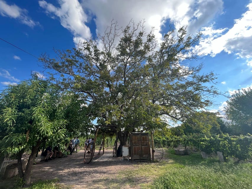 From Mendoza: 3 Wineries, Olive Oil Factory Tour & Tasting - The olive oil factory: bread-and-oil tasting that resets your palate