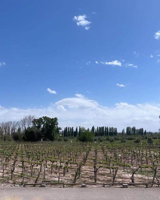 From Mendoza: 3 Wineries, Olive Oil Factory Tour & Tasting - Where this tour fits best (and who should rethink it)