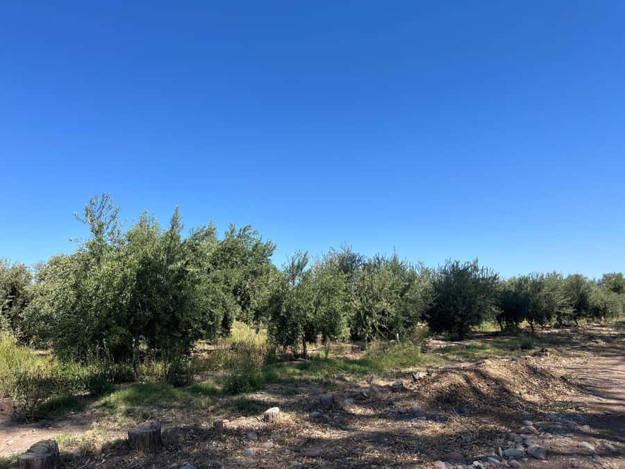 From Mendoza: 3 Wineries, Olive Oil Factory Tour & Tasting - Pickup in Mendoza city: expect a little waiting, then enjoy the ride