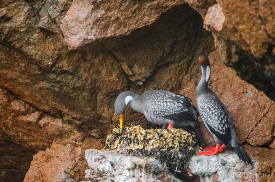 From Paracas: Ballestas Island Cruise & Paracas Reserve Tour - Should you book this Paracas day trip?