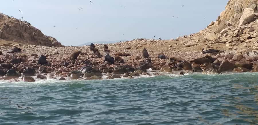 From Paracas: Ballestas Island Cruise & Paracas Reserve Tour - Ballestas Islands by speedboat: fast views, big animals