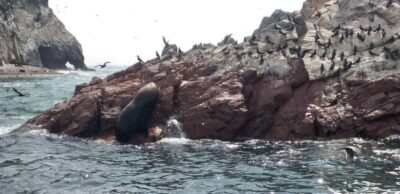 From Paracas: Ballestas Island Cruise & Paracas Reserve Tour - Paracas Peninsula Candelabro: the mystery you can see