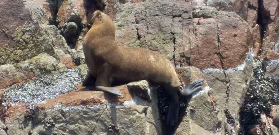 From Paracas: Ballestas Island Cruise & Paracas Reserve Tour - Who this tour fits best (and who should skip it)