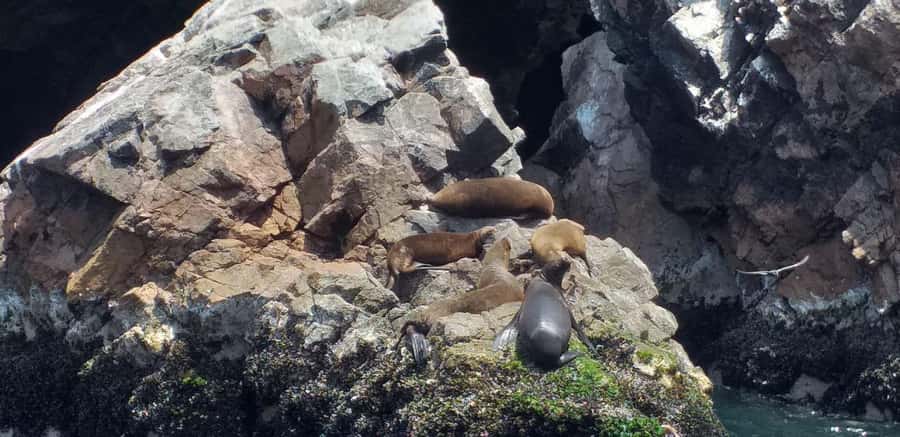 From Paracas: Ballestas Island Cruise & Paracas Reserve Tour - Getting to Huacachina around 16:30