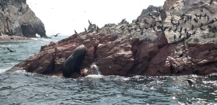 From Paracas: Ballestas Island Cruise & Paracas Reserve Tour - Paracas Peninsula Candelabro: the mystery you can see