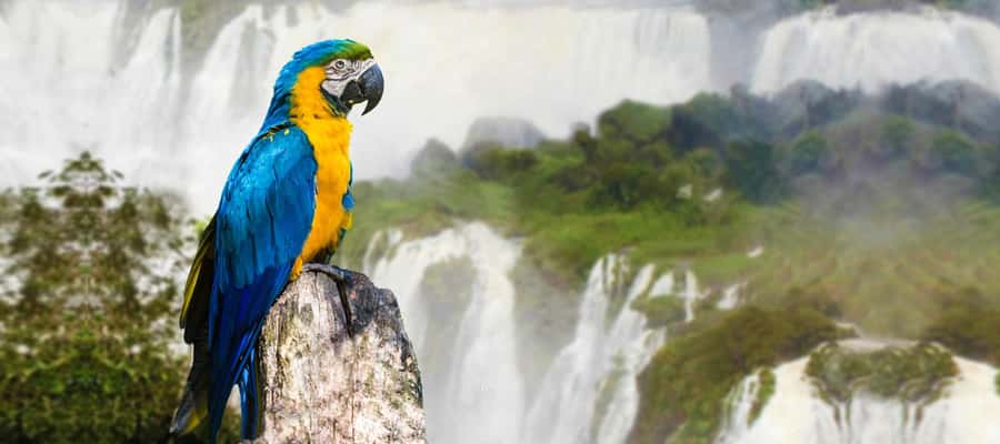 From Puerto Iguazu: Half-Day Brazilian Falls Excursion - Brazilian Iguazu from Puerto Iguazu: the 7-hour reality