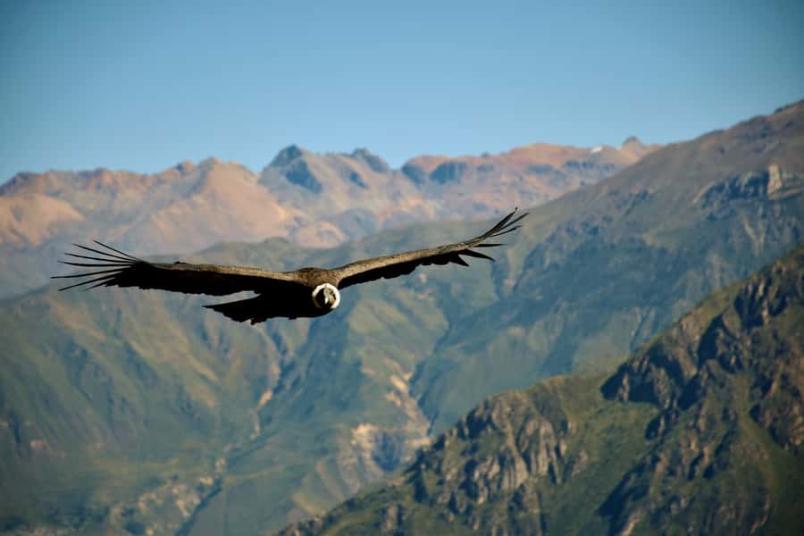 Full-Day Colca Canyon Tour from Arequipa - Breakfast in Chivay Before the Main Viewing Point