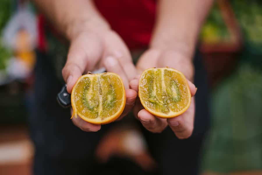 Medellín: Guided Exotic Fruits Tour - Who should book this fruit tour (and who might skip it)