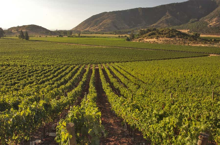 Santiago: Concha y Toro and Undurraga Vineyards Tour - Concha y Toro in Pirque: Don Melchor Square to Casona de Pirque