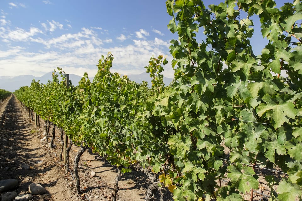Santiago: Concha y Toro and Undurraga Vineyards Tour - What to bring and what not to bring