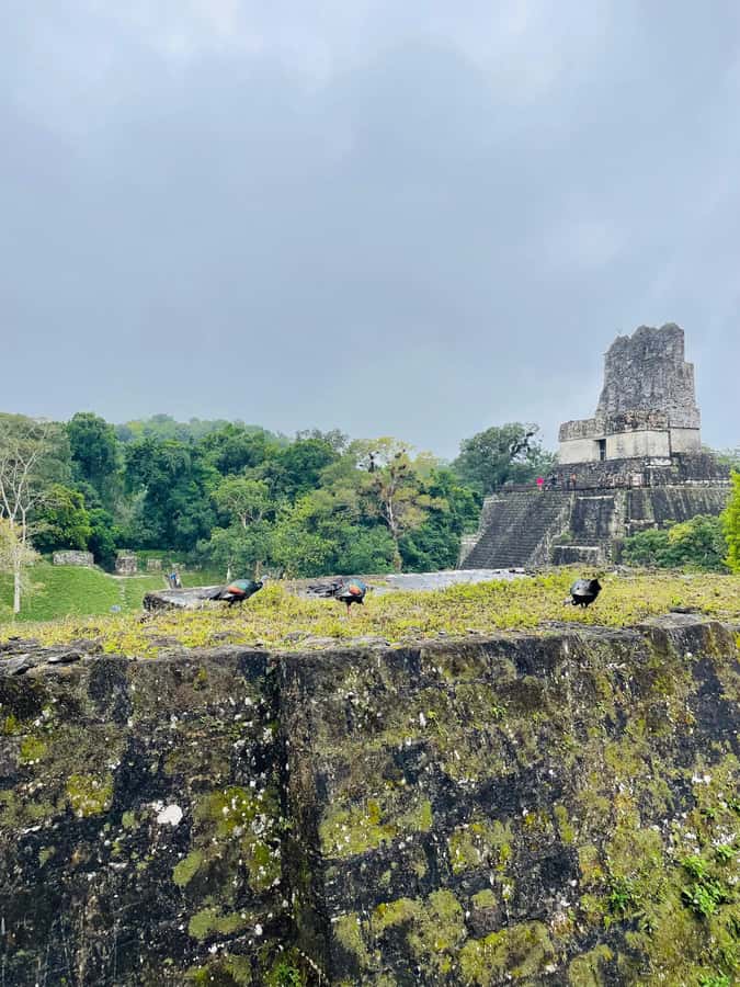 Tikal Sunset Experience: Archaeological Tour + Sunset Views - Getting Your Tikal Entrance Tickets: Online Helps, But Stay Organized